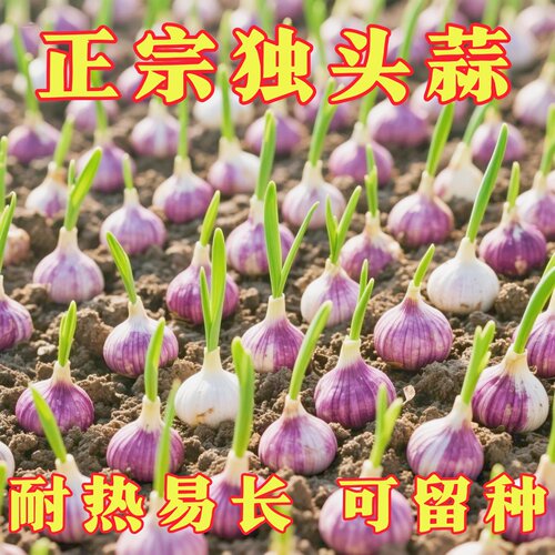 紫皮独头蒜种籽大头蒜种子