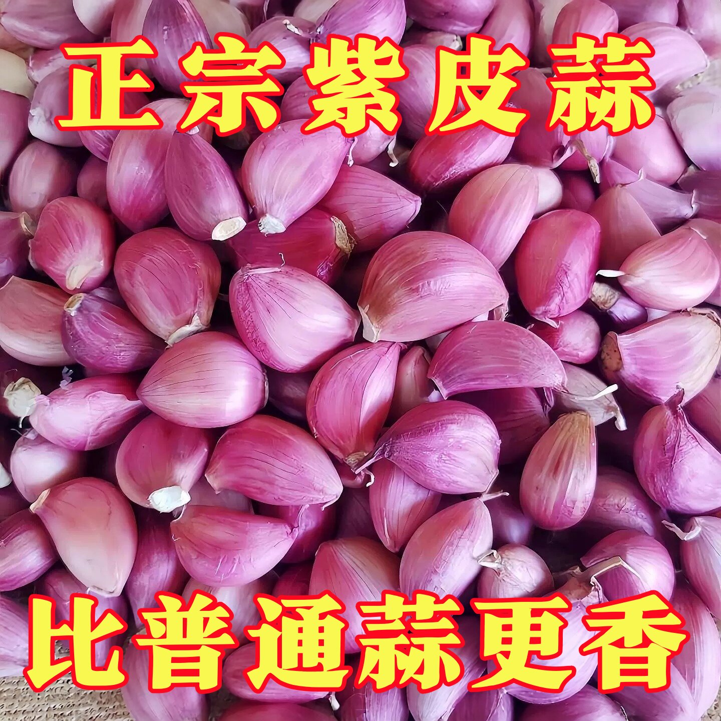 新鲜云南紫皮干大蒜瓣种子5斤红皮土蒜种籽种植蒜头专用农家可种