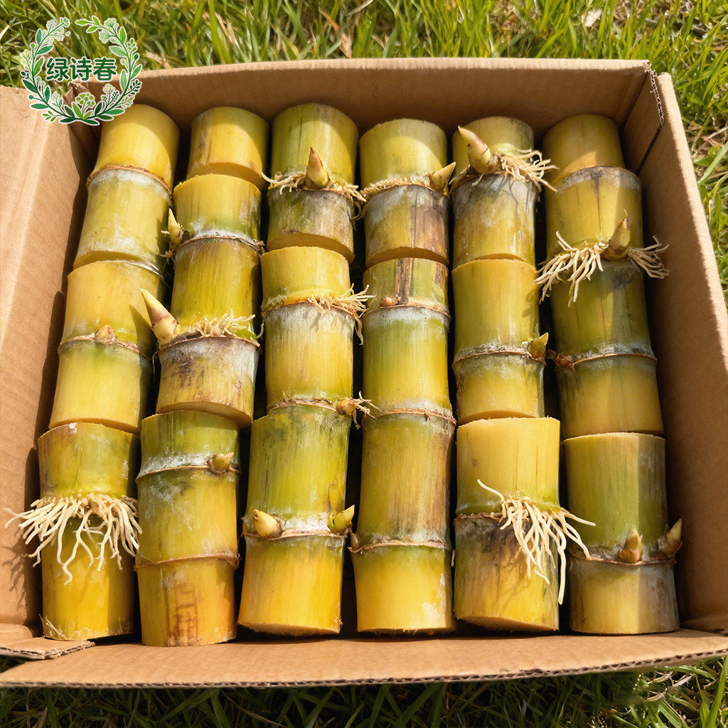 广西黑皮黄皮青皮甘蔗组培种苗杯苗粤翠黄金水果四季高产南北种植,鲜花速递/花卉仿真/绿植园艺,红掌/凤梨/温室花卉,淘宝优惠券,粉丝福利购,淘宝优惠卷