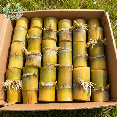 广西正宗黄金黑皮水果甘蔗种苗