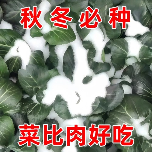 香菜原装35天可采收耐寒耐热