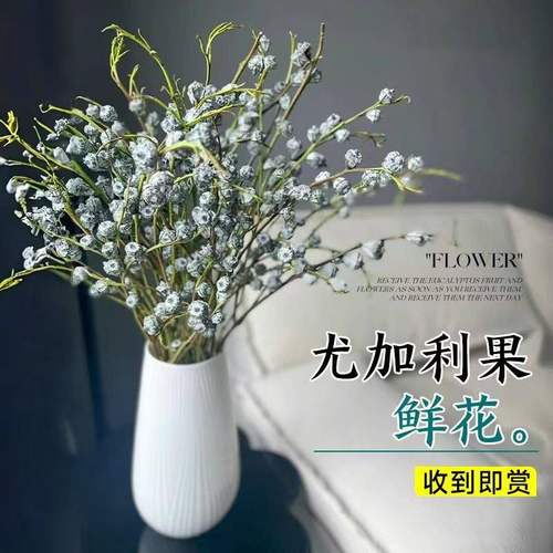 尤加利果鲜切大果干花束云南直采