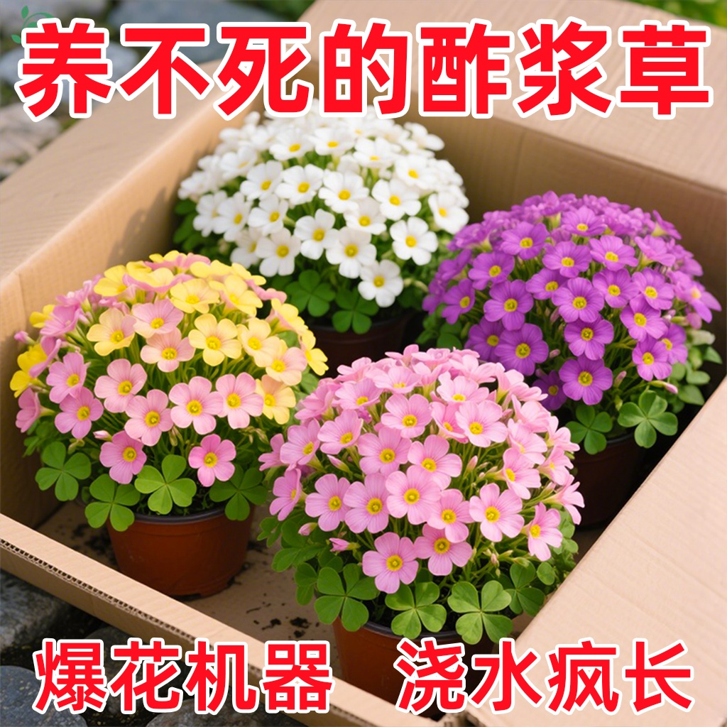 酢浆草种球盆栽重瓣早花秋植