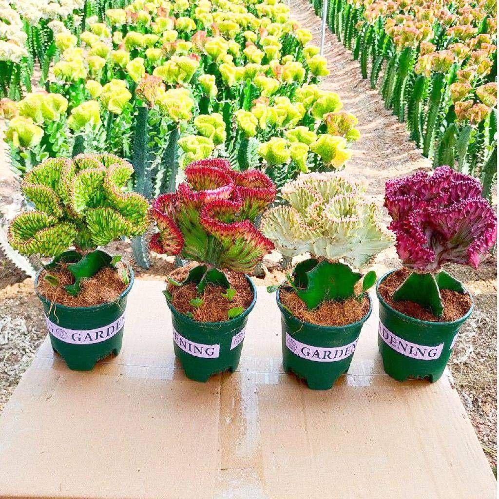 多肉盆栽彩麒麟玉麒麟金麒麟盆栽仙人掌植物阳台办公室绿植麒麟,鲜花速递/花卉仿真/绿植园艺,红掌/凤梨/温室花卉,淘宝优惠券,粉丝福利购,淘宝优惠卷