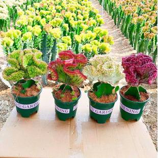 多肉盆栽彩麒麟玉麒麟金麒麟盆栽仙人掌植物阳台办公室绿植麒麟