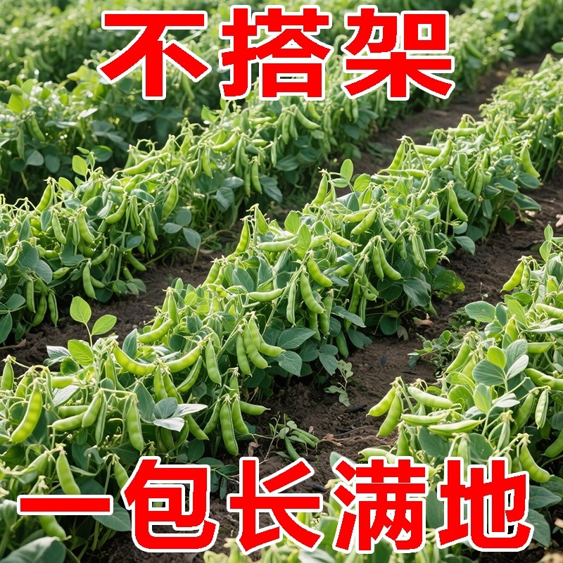 甜脆荷兰豆种子菜豌豆双花双夹