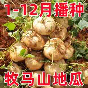 甜脆水果凉薯种籽特甜脆多汁地瓜种子沙葛凉瓜土瓜种农家蔬菜种孑