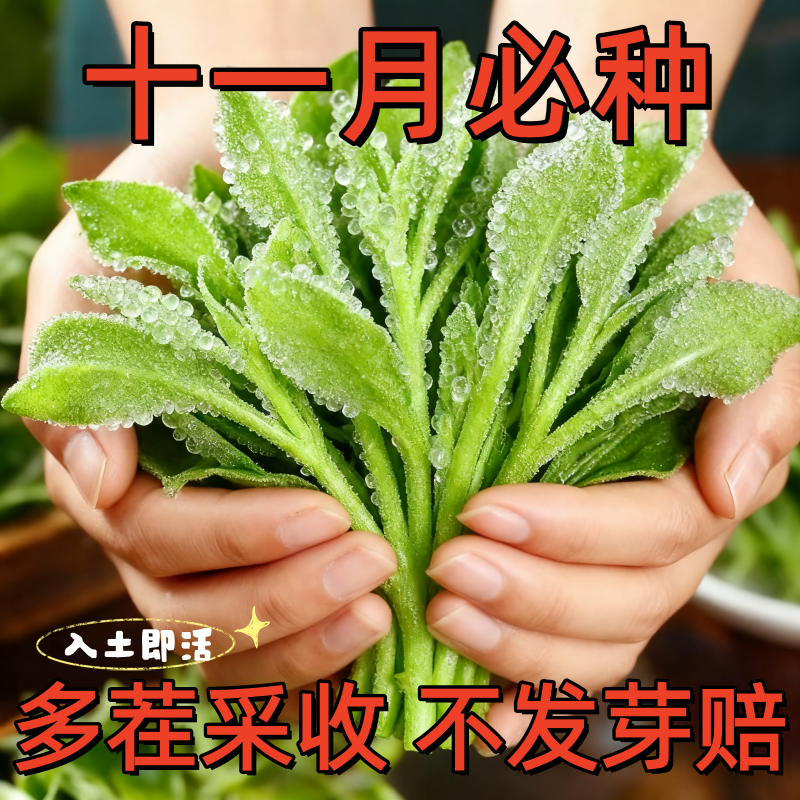 冰菜新鲜冰晶菜南方蔬菜四季