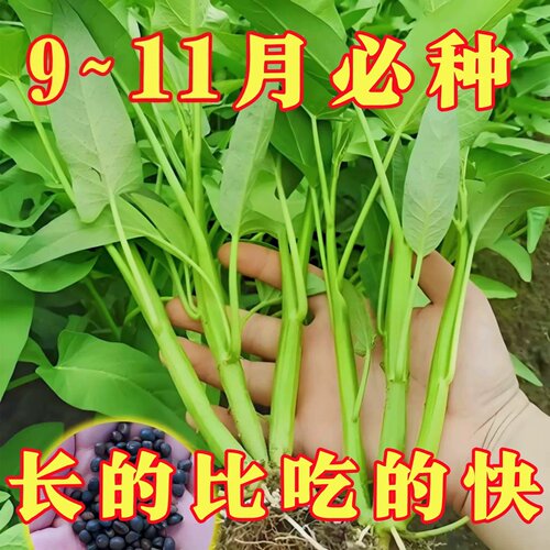割完又长三叉空心菜耐热新鲜