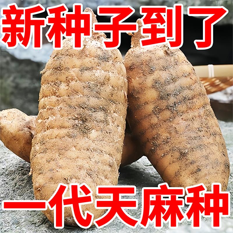 正宗天麻种子四季种植盆栽