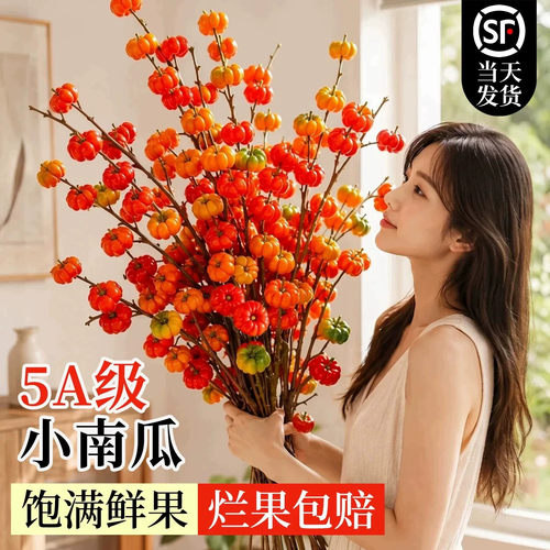 云南直发小南瓜水培室内好养