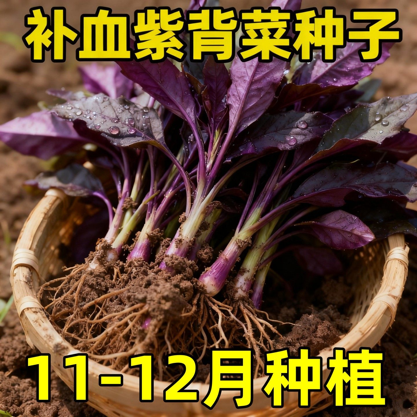 新鲜紫背菜时令蔬菜观音菜血皮菜紫背天葵叶子菜四川农家自种包邮,鲜花速递/花卉仿真/绿植园艺,红掌/凤梨/温室花卉,淘宝优惠券,粉丝福利购,淘宝优惠卷