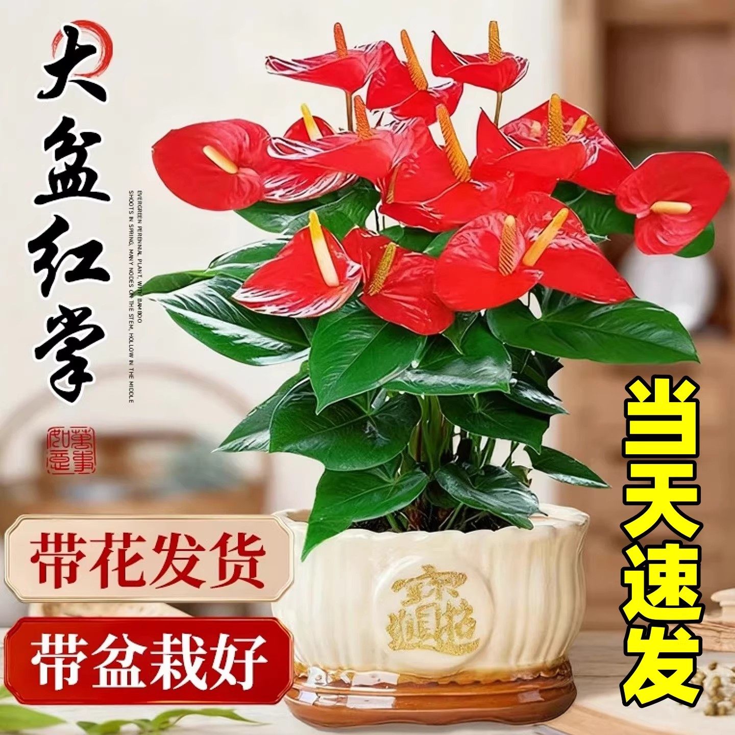 特大号红掌盆栽带花大叶大花客厅绿植室内好养植物办公室桌面花卉,鲜花速递/花卉仿真/绿植园艺,红掌/凤梨/温室花卉,淘宝优惠券,粉丝福利购,淘宝优惠卷