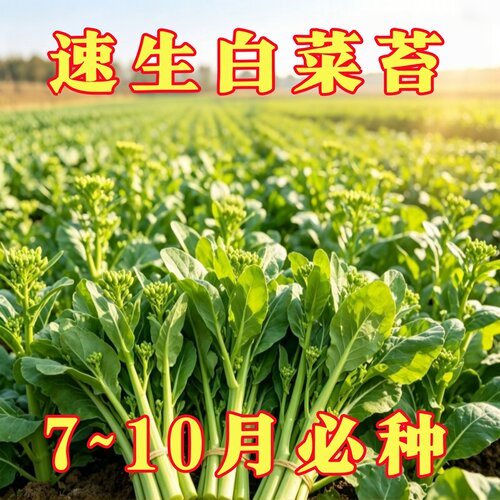 速生四季白菜苔种子阳台庭院