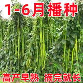 长豆角种子摘不败无架不用搭架子 长豆角蔬菜种籽四季 播种长豇豆