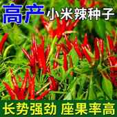 正宗朝天椒种子小米辣椒种子小米椒春季 四季 庭院阳台盆栽蔬菜种子