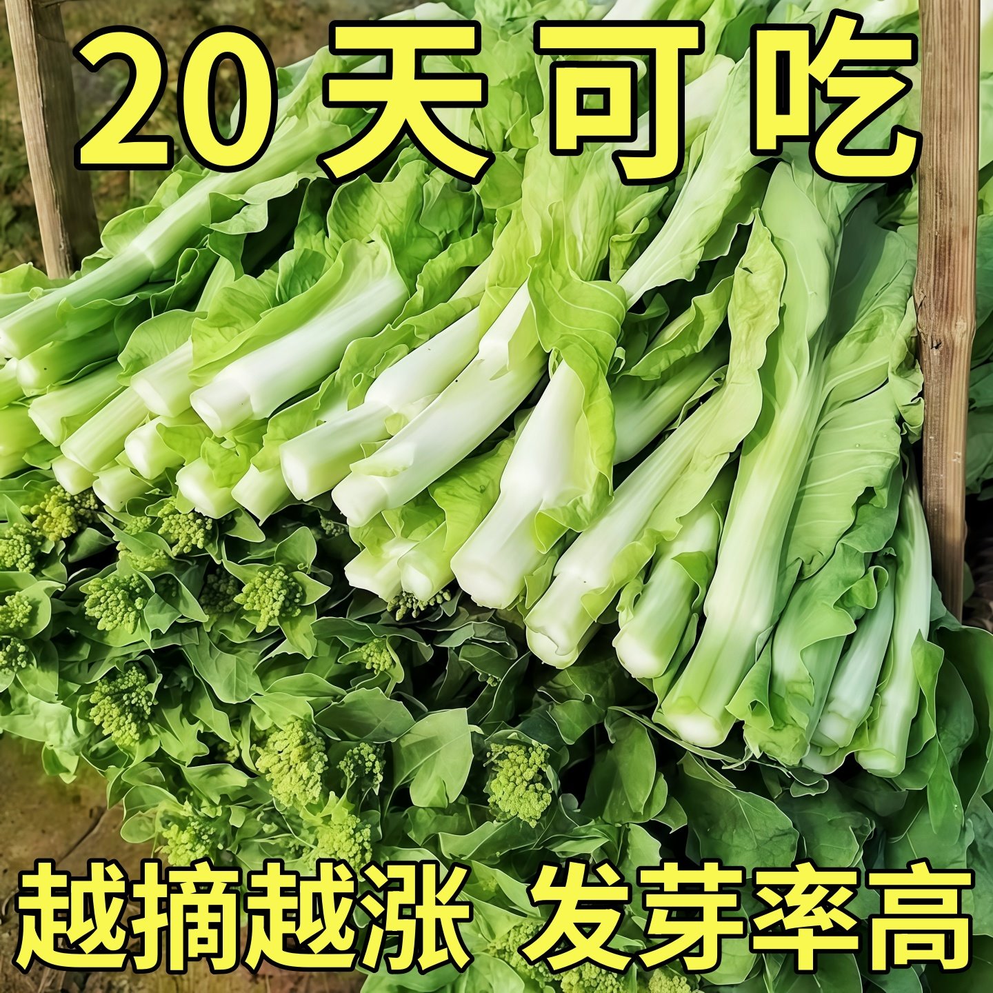 四季白菜苔种子耐寒耐热不生虫