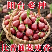 优质浓香型红葱头四季 小香葱食用细香葱红头葱头大葱阳台庭院蔬菜