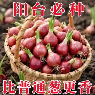 优质浓香型红葱头四季小香葱食用细香葱红头葱头大葱阳台庭院蔬菜