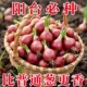 优质浓香型红葱头四季 小香葱食用细香葱红头葱头大葱阳台庭院蔬菜