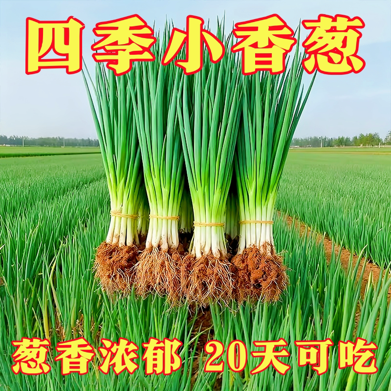 四季小香葱种子红葱种籽盆栽葱头种苗阳台庭院种植火分葱蔬菜种孑