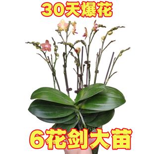 蝴蝶兰花苗带花剑盆栽兰花大苗客厅室内水培植物花卉四季开好养活