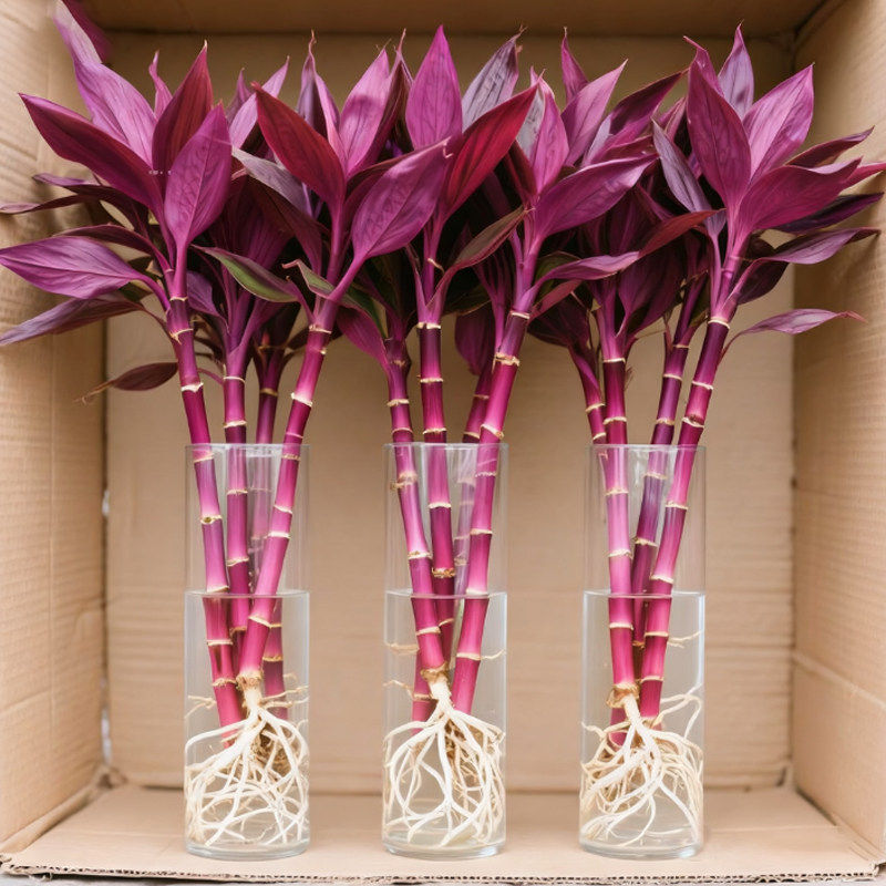 紫竹鸿运当头富贵竹绿植室内客厅花卉盆栽观音竹大叶竹水培植物,农用物资,花卉林木种子/种苗/种球,淘宝优惠券,粉丝福利购,淘宝优惠卷