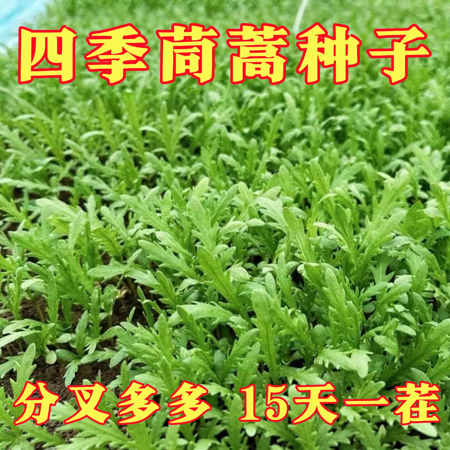 四季高产营养大叶茼蒿种子皇帝菜茼蒿菜籽菜种筒篙农家蔬菜种籽