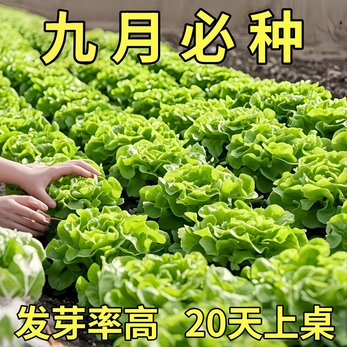奶油生菜新鲜蔬菜叶菜类生菜生吃凉拌甜脆多汁沙拉菜农家自种生菜,鲜花速递/花卉仿真/绿植园艺,红掌/凤梨/温室花卉,淘宝优惠券,粉丝福利购,淘宝优惠卷
