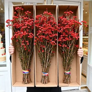 澳洲腊梅鲜花水培鲜枝红色进口重瓣鲜切花银柳年宵花云南直发真花