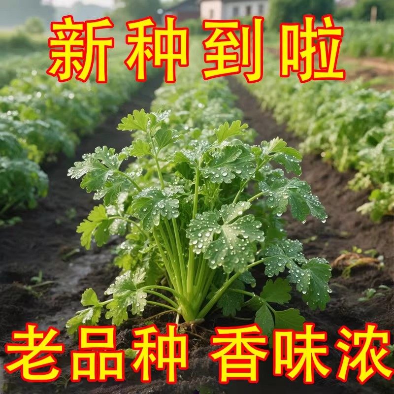 香菜籽种农家小叶芫荽种子盆栽四季阳台国产老品种蔬菜苗根孑大全,鲜花速递/花卉仿真/绿植园艺,种苗/半成品盆栽,淘宝优惠券,粉丝福利购,淘宝优惠卷