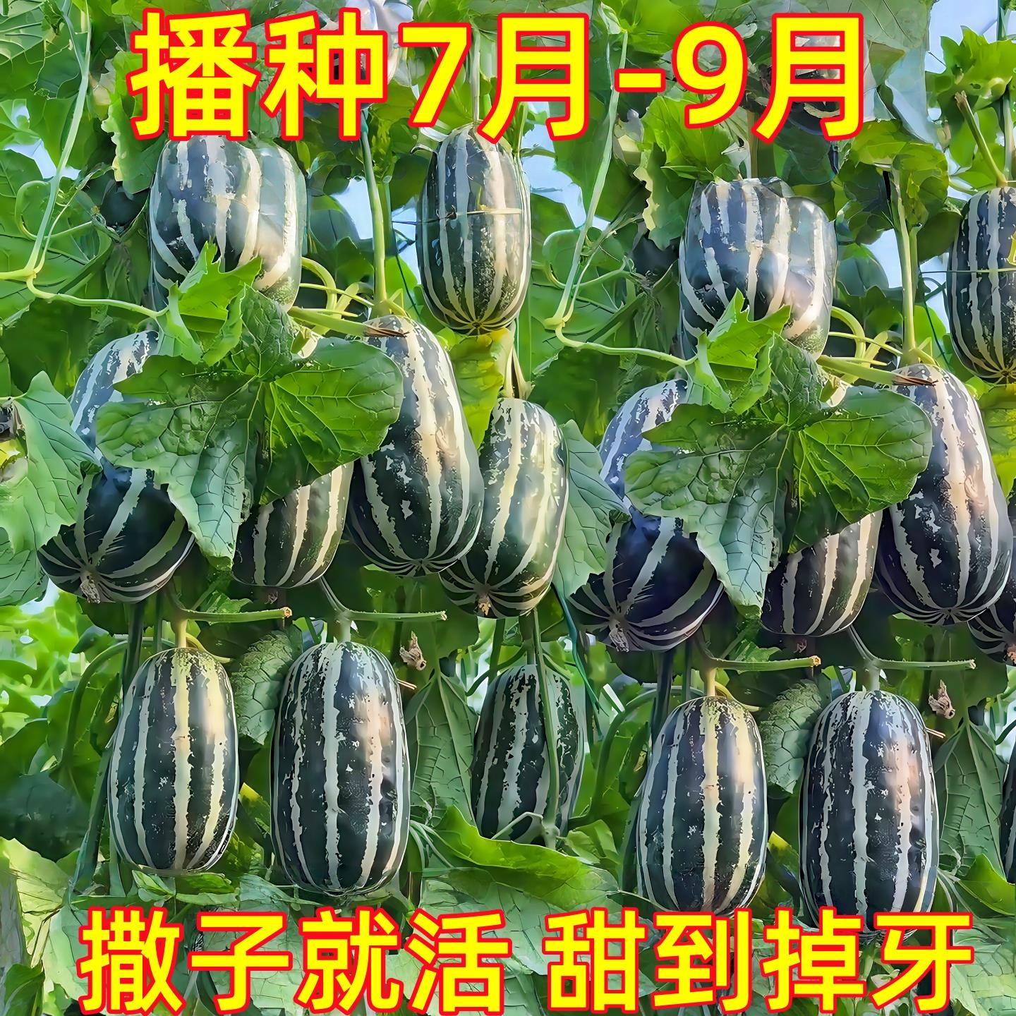 甜掉牙甜瓜种子冰糖高产