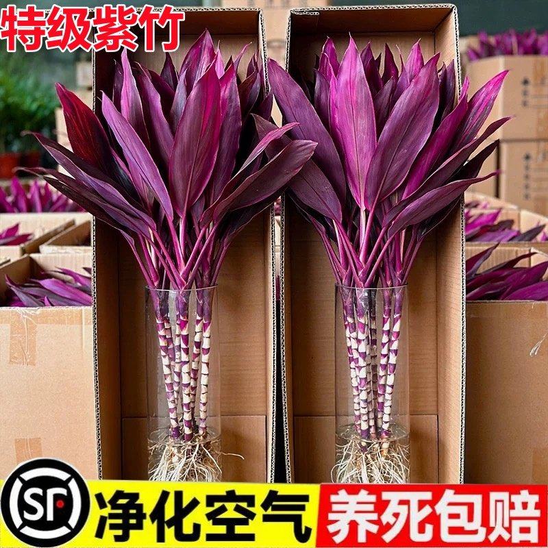 富贵竹水培绿植物盆栽客厅紫竹鸿运招财竹子办公室内桌面好养花卉,鲜花速递/花卉仿真/绿植园艺,红掌/凤梨/温室花卉,淘宝优惠券,粉丝福利购,淘宝优惠卷