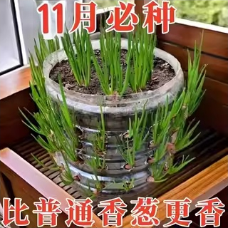 浓香型红葱头四季小香葱