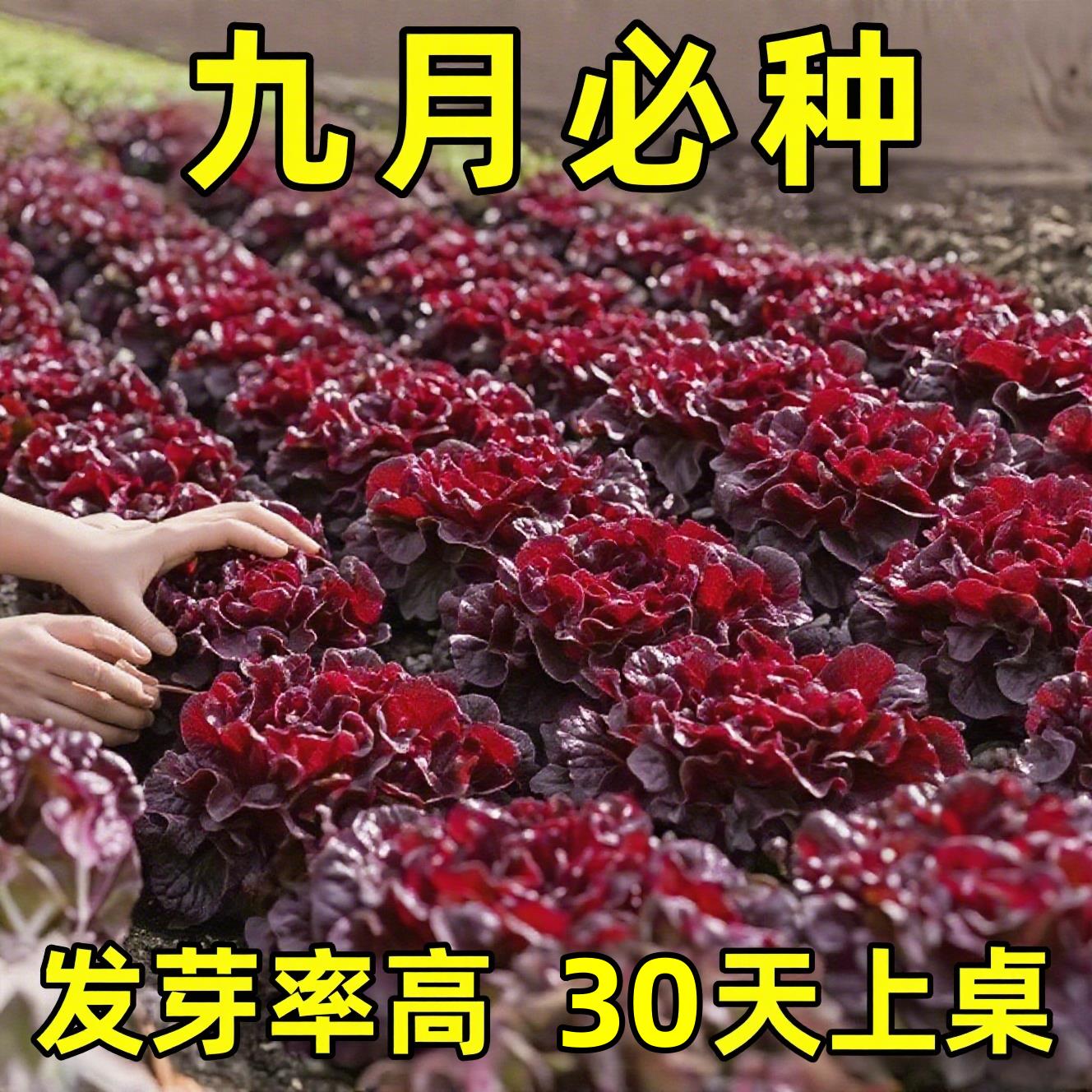 多汁农家自种1包甜脆生吃凉拌