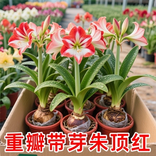 多年生朱顶红球种花卉植物大全四季进口重瓣开花种球盆栽室内花