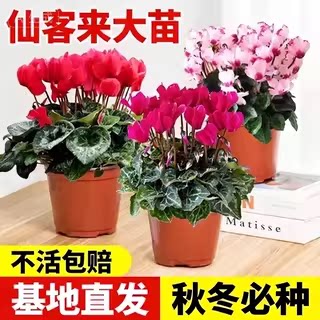 仙客来盆栽带花特大号兔子花卉