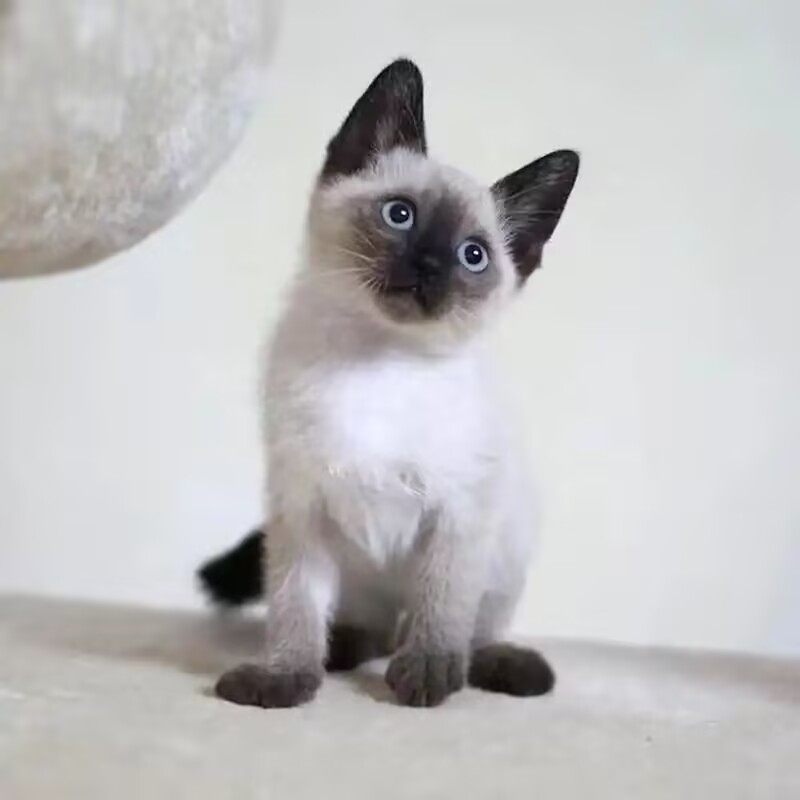纯种暹罗猫幼猫短毛猫泰国海豹重点色蓝眼小猫幼崽活体宠物猫咪