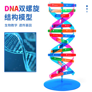 科技小制作DNA双螺旋结构模型手工diy科学实验人体基因生物材料