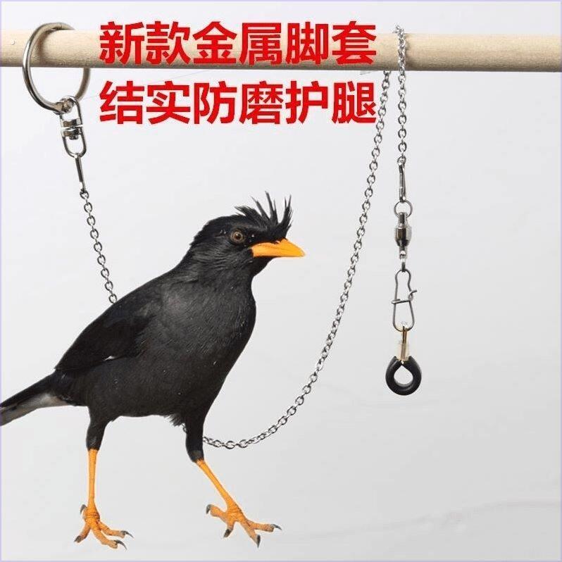 新款伯劳鸟脚套鹦鹉脚环八哥鸟脚环鹦鹉脚环护腿不伤脚鸟链子赛.