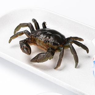 茶宠高端用品变色螃蟹茶宠可养变色茶玩茶宠装 饰品功夫茶摆件茶具