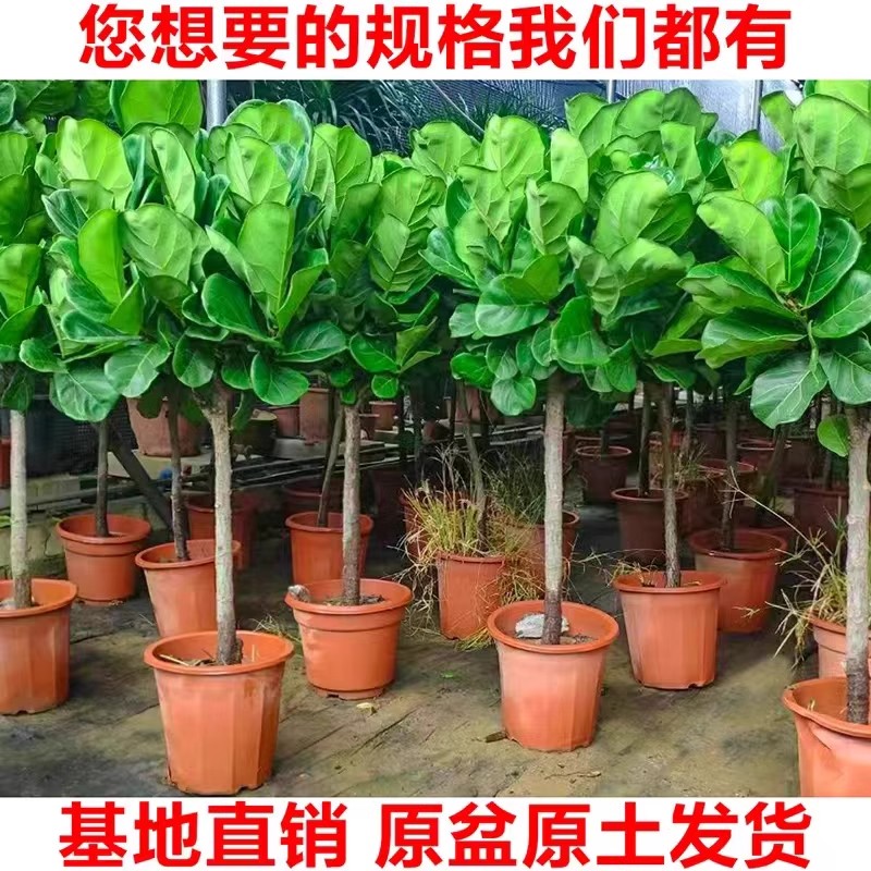 琴叶榕大苗客厅绿植老桩