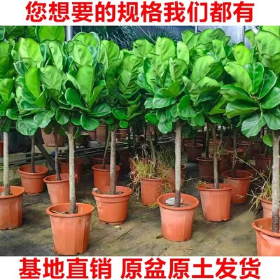 琴叶榕大苗客厅绿植老桩