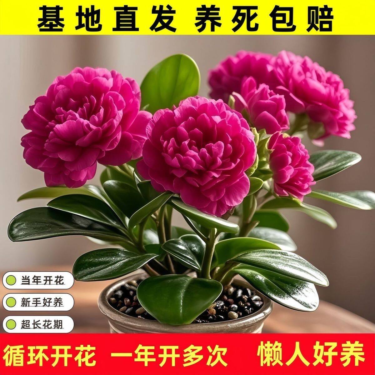 四季花卉绿植碧玉新品室内开花好养植物净化浓香型空气阳台盆栽花