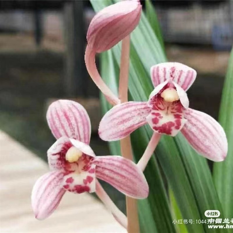 【建兰东方红荷】红花荷瓣花艺双全浓香好养兰花绿植花卉盆栽