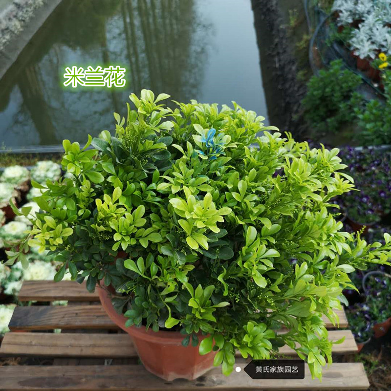 兰花室内外盆栽绿植清香花卉超强除甲醛净化空气花期长