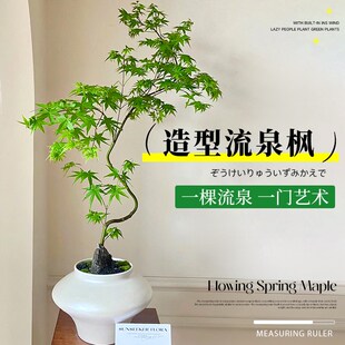 流泉枫盆栽造型室内型落地绿植约旦树苗黄金柳泉枫观叶植物