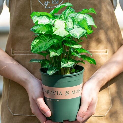 合果芋盆栽绿精灵室内室净化空气吸甲醛植物好养绿植