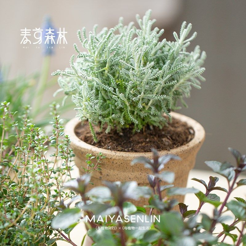 薄荷百里香迷迭香绵杉菊驱草植物可食用阳台室内室外苗好养