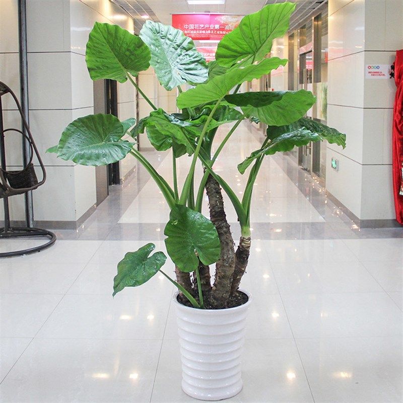 滴观音盆栽室内叶植物绿植观叶四季常绿盆景净化空气